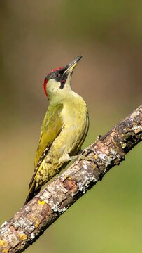European Green Woodpecker Male Perched On A Mossy Tree Branch Looking Up In A Sunny Forest With A Soft Bokeh Background