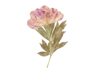 Fotobehang Pioenrozen Delicate pressed pink and purple peony flower with a long stem and dried leaves, isolated botanical specimen.  © Christine