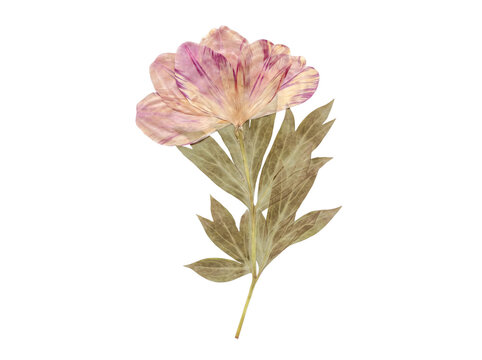 Delicate pressed pink and purple peony flower with a long stem and dried leaves, isolated botanical specimen.