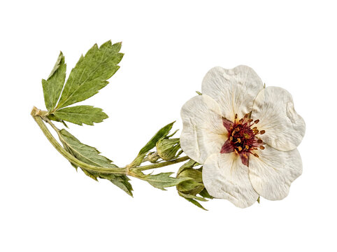 Botanical press of a dried white potentilla flower with leaves and buds, isolated on a transparent background.