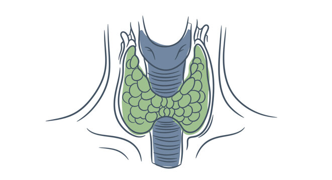 Anatomical Illustration of Human Thyroid Gland Structure.