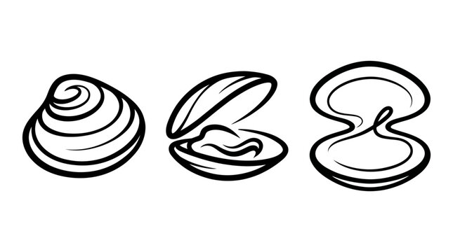 Three Detailed Black and White Illustrations of Shells.