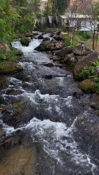 Clear stream flowing over rocks in a lush green forest, natural light and peaceful atmosphere, ideal for relaxation, nature background, and outdoor environment scenes
