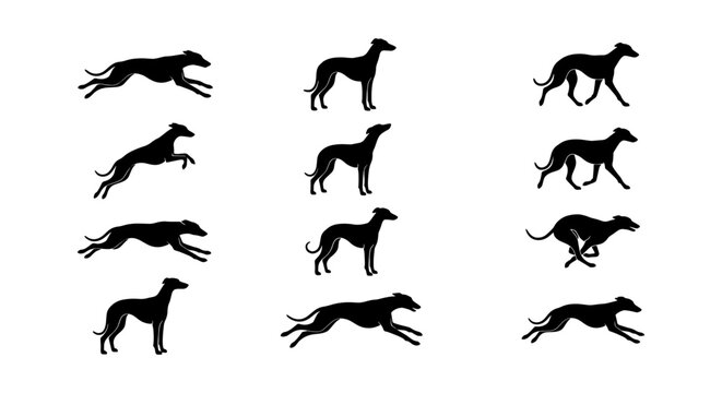 Greyhound dog silhouette collection, set of 12 racing sighthound vector icons, running and standing whippet dog poses, black animal shapes on white