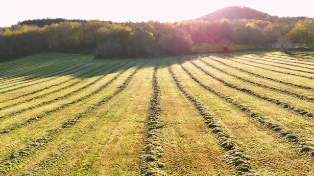 Agricultural mowed hay field at sunset