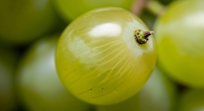 Close-up of a ripe, translucent green grape with visible veins