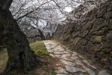 Fototapeta premium 경남 사천 선진리성의 봄 풍경, Spring scenery of Seonjinri Castle in Sacheon, Gyeongsangnam-do