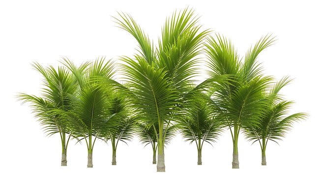 Tropical Palm Trees Lush Green Foliage Isolated on a White Background