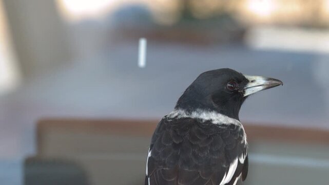 Pied Butcherbird Perched and Looking Around on the Gold Coast
