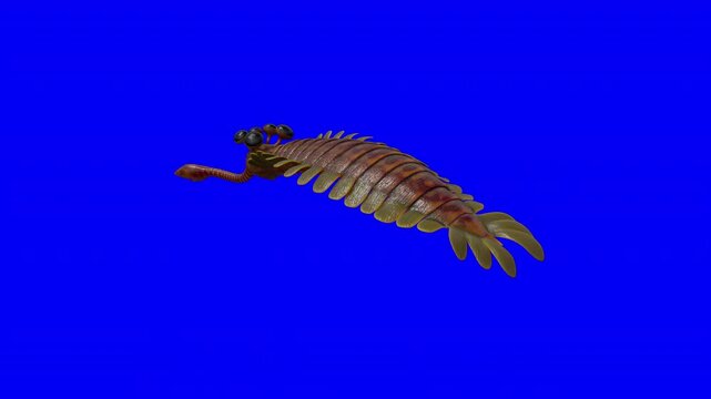 Realistic 3D model of Opabinia regalis, a unique Cambrian arthropod, isolated on a green screen with a smooth camera orbit loop for VFX compositing