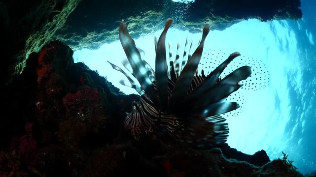 lionfish scenery with sun beams and rays underwater slow ocean scenery fish tryig hunting  fish