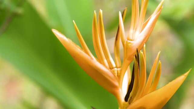 Yellow Heliconia Psittacorum Tropical Flower Blooming in Krabi Thailand Garden