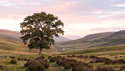 Fototapeta premium Single tree stands alone in open field. Pink sky fades above distant hills. Path winds through purple heather. Sweeping landscape stretches to horizon. Sunlight bathes the scene in golden hue