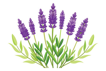 Fototapeta premium lavender flowers vector on white background