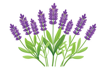 Obraz premium lavender flowers vector on white background