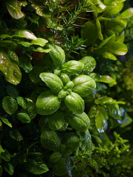 Lush vibrant green leaves with fresh water droplets on a healthy indoor vertical garden wall