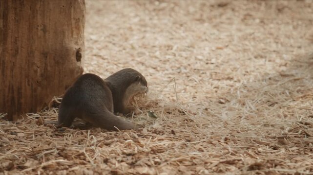 An otter walks across a ground covered with wood chips while carrying hay in its mouth. The animal moves calmly near a wooden post, showing natural behavior in a controlled zoo environment. Soft light