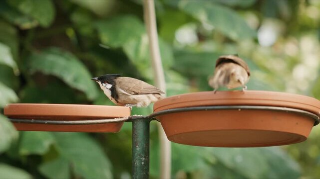 Two red whiskered bulbuls feeding at a raised dish in a tropical zoo enclosure with green foliage. One bird is in focus while the other remains slightly blurred in the background