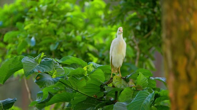 Western cattle egret (Bubulcus ibis) standing elevated on vegetation within dense tropical greenery while observing surroundings with alert posture in a natural habitat, static telephoto shot