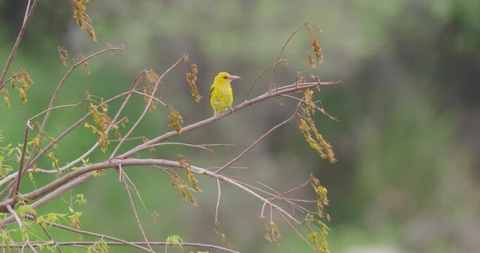 Golden Oriole perching on a dry branch during a windy monsoon morning; vibrant ruffled yellow plumage