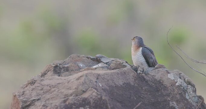 Common Hawk-Cuckoo perching on a river rock during a misty winter morning; Brainfever bird