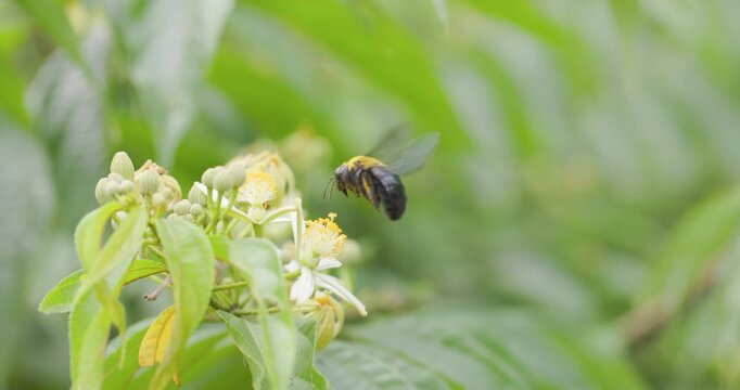 Yellow-capped Carpenter Bee hovering over yellow anthers in slow motion; pollen gathering.