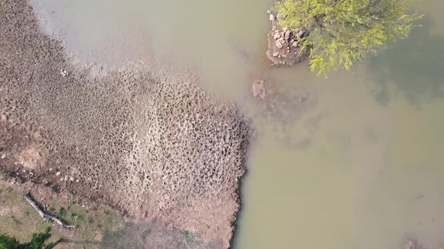 Top-down drone strafe shot revealing a solitary tree standing in shallow water with a clear shadow reflection and textured shoreline. Ideal for nature, minimalism, environment, and cinematic visuals.