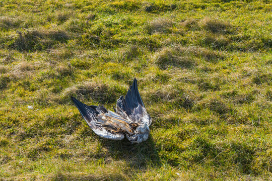 Tote M&ouml;we verwester Vogel auf Wiese 