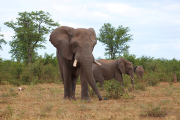 Obraz premium Afrikanischer Elefant / African elephant / Loxodonta africana