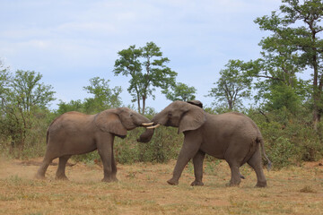 Fototapeta premium Afrikanischer Elefant / African elephant / Loxodonta africana