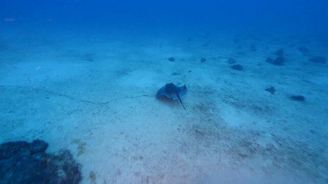  swimming ray fish underwater stingray swim on sand relaxing ocean scenery of animal