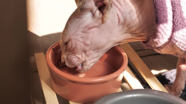Sphynx cat eats dry pillow shaped kibble from bowl. Light sphynx cat in warm clothing close up eats dry cat food. Features of sphynx. High sensitivity to climate due to lack of hair.
