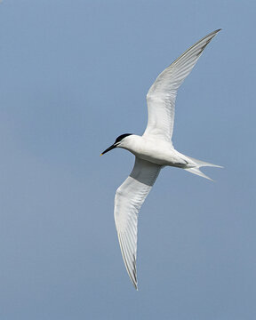 Sandwich Tern in Flight Against Blue Sky, Skerries, Dublin, Ireland