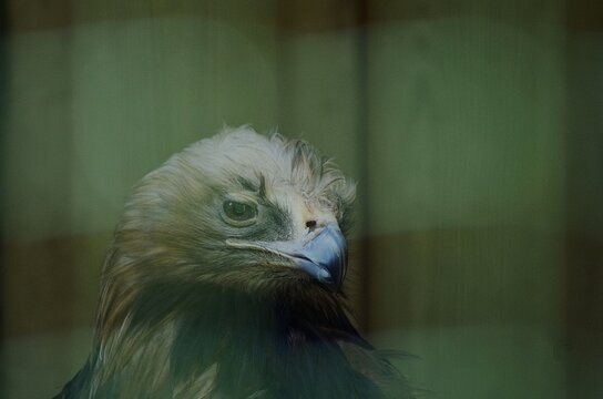 Eastern imperial eagle Aquila heliaca portait