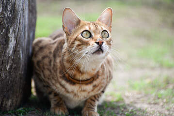 Obraz premium Bengal cat sits on the ground and watches distance in spring, Feline cat hunting in sunny weather