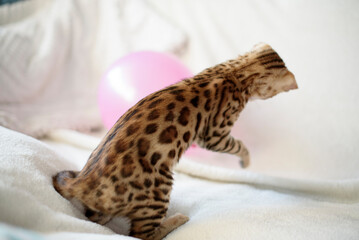 Obraz premium Playful Bengal kitten energetically plays with colorful balloons on a soft white sofa in a bright, cozy living room. The curious little cat jumps and reaches with its paws, showing lively character, c