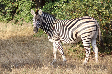 Obraz premium Steppenzebra / Burchell's zebra / Equus quagga burchellii