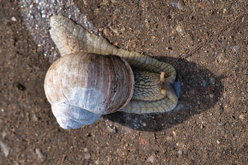 vineyard snail on the sand © Hans Steen-Kiel