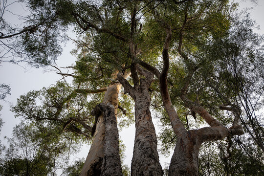 Majestic Tree Canopy Reaching Toward Sky