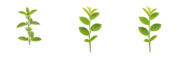Fresh Green Herbal Sprig Set - Culinary Oregano and Mint Leaf Branches for Cooking and Healthy Lifestyle Design © Wazir