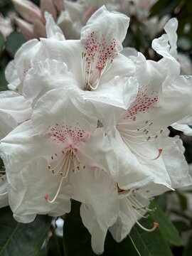 First azalia rhododendron white flowers in 2026