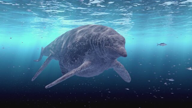 4k Realistic 3D CGI animation of a colossal Shastasaurus, a massive prehistoric marine reptile, swimming gracefully through deep, murky blue ocean waters. 