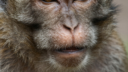 Obraz premium Close-up of a monkey's nose with detailed fur textures and pink coloration