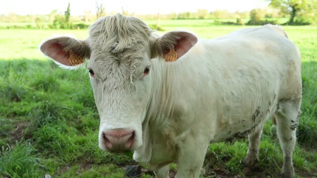 Portrait d'une vache charolaise statique, qui regarde de face puis une autre vache arrive et la premi&egrave;re part, dans un pr&eacute; au printemps