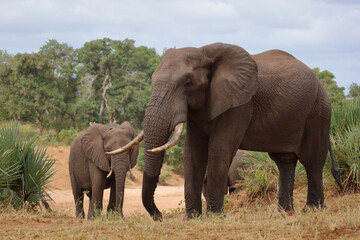 Fototapeta premium Afrikanischer Elefant / African elephant / Loxodonta africana