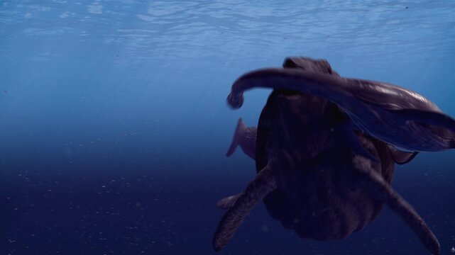 A 3D computer animation captures the dramatic moment the massive ichthyosaur Shastasaurus hunts a smaller, panicked Long-necked Plesiosaur in its ancient marine habitat.