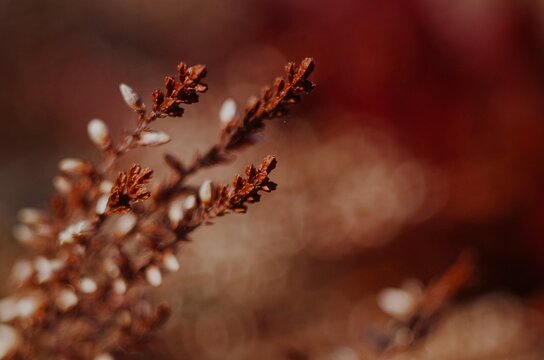 Calluna vulgaris, common heather, ling or heather in fall colors