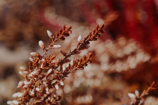 Calluna vulgaris, common heather, ling or heather in fall colors