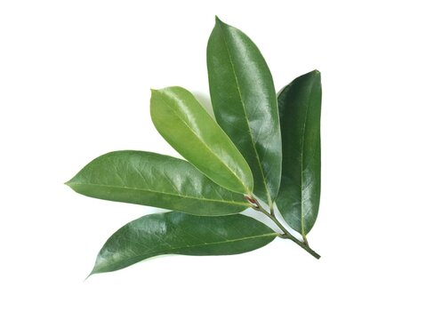 A branch of fresh green soursop (Annona muricata) leaves isolated on a plain white background. These medicinal leaves are commonly used in herbal tea and traditional medicine