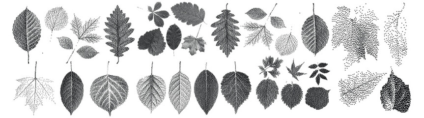 Vector art of collection of various leaf shapes and types © vectolab